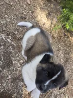 Ricky, a male Akita for sale in Trego, MT – 5 of 6