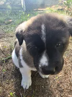Violet, a female Akita for sale in Trego, MT – 6 of 8
