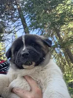 Ricky, a male Akita for sale in Trego, MT – 4 of 6
