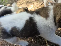 Daffodil, a female Akita for sale in Trego, MT – 5 of 7