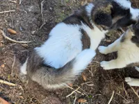 Daffodil, a female Akita for sale in Trego, MT – 4 of 7