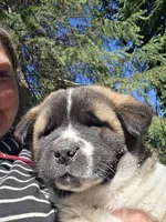 RJ, a female Akita for sale in Trego, MT – 4 of 8