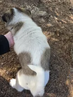 Tulip, a female Akita for sale in Trego, MT – 7 of 8