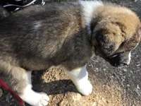 RJ, a female Akita for sale in Trego, MT – 6 of 8