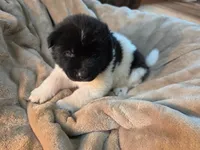 Cedar, a male Akita for sale in Trego, MT – 1 of 1
