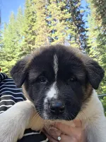 Violet, a female Akita for sale in Trego, MT – 5 of 8
