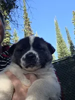 Tulip, a female Akita for sale in Trego, MT – 8 of 8