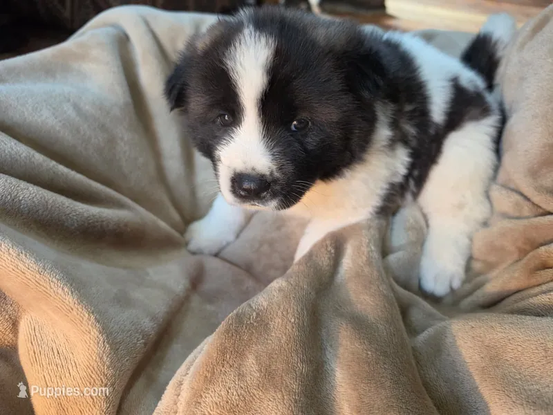 Daffodil – Akita puppy for sale in Trego, MT