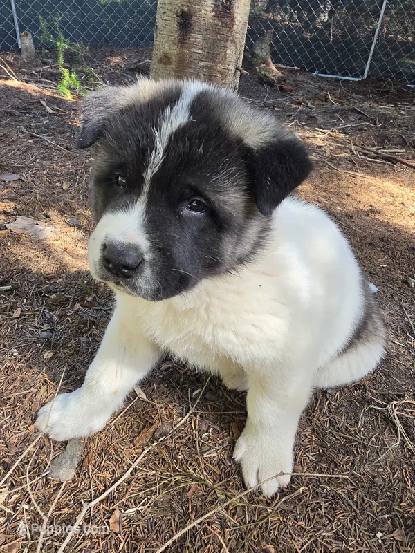 Snoopy – Akita puppy on hold in Trego, MT