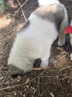 Snoopy, a female Akita for sale in Trego, MT – 6 of 7