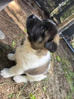 Violet, a female Akita for sale in Trego, MT – 8 of 8