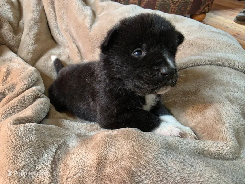 Juniper – Akita puppy for sale in Trego, MT