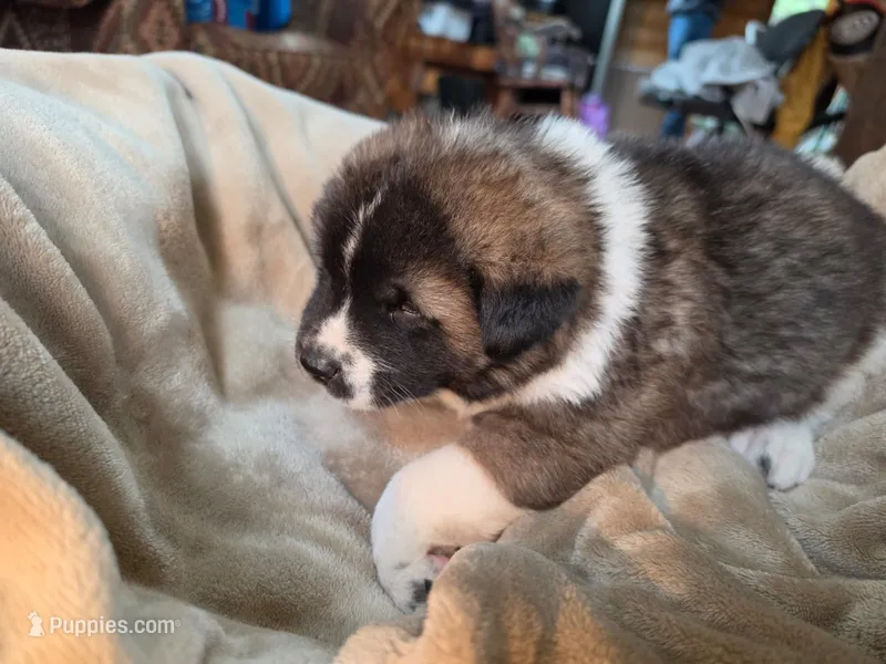 RJ – Akita puppy on hold in Trego, MT