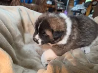 RJ, a female Akita for sale in Trego, MT – 2 of 8