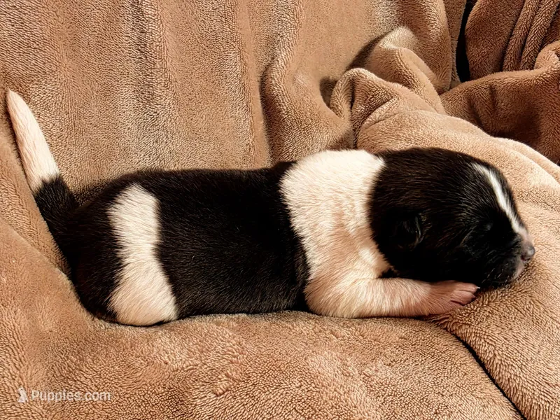 Ricky – Akita puppy for sale in Trego, MT