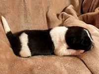 Ricky, a male Akita for sale in Trego, MT – 3 of 6