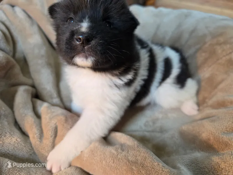Cypress – Akita puppy for sale in Trego, MT