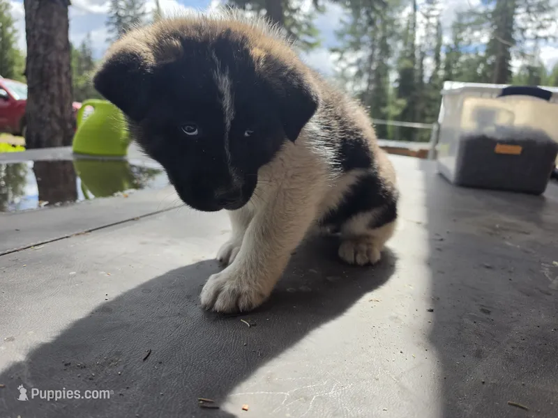 Willow – Akita puppy for sale in Trego, MT
