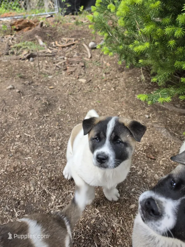 Tulip – Akita puppy for sale in Trego, MT