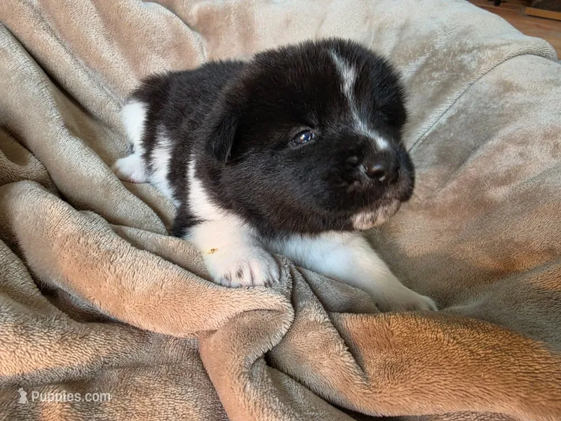 Aspen – Akita puppy for sale in Trego, MT