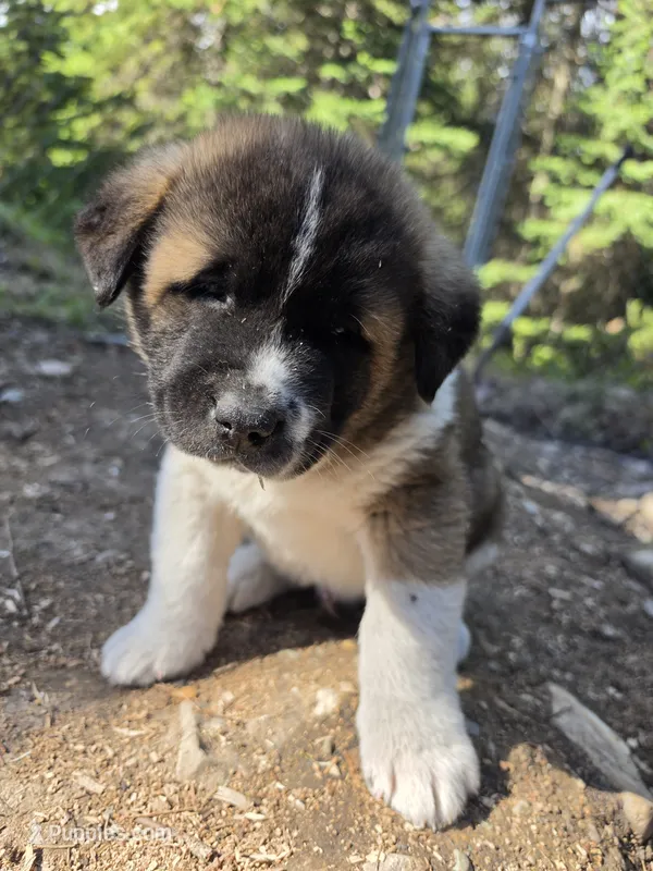 RJ – Akita puppy on hold in Trego, MT