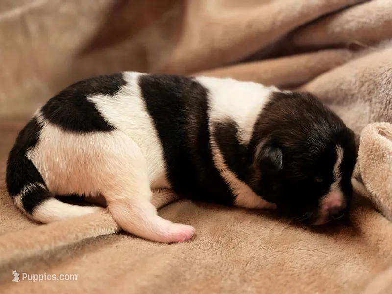 Violet – Akita puppy for sale in Trego, MT