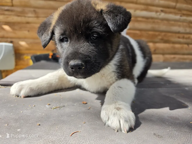 Birch – Akita puppy for sale in Trego, MT