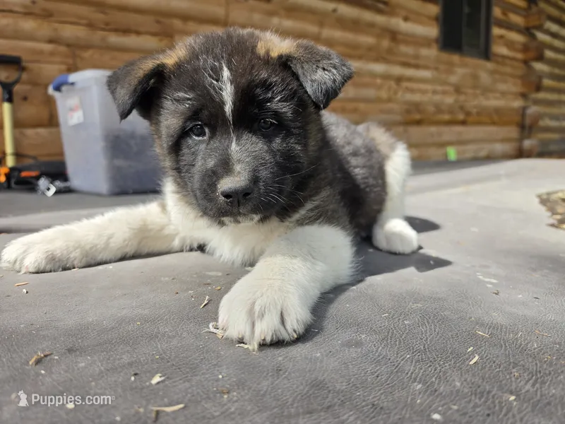 Aspen – Akita puppy for sale in Trego, MT