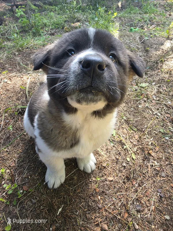 Violet – Akita puppy for sale in Trego, MT