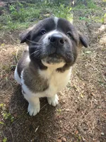Violet, a female Akita for sale in Trego, MT – 1 of 8