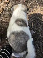 Snoopy, a female Akita for sale in Trego, MT – 7 of 7
