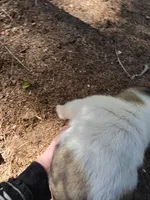 Tulip, a female Akita for sale in Trego, MT – 6 of 8