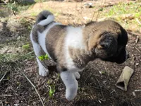 Violet, a female Akita for sale in Trego, MT – 3 of 8