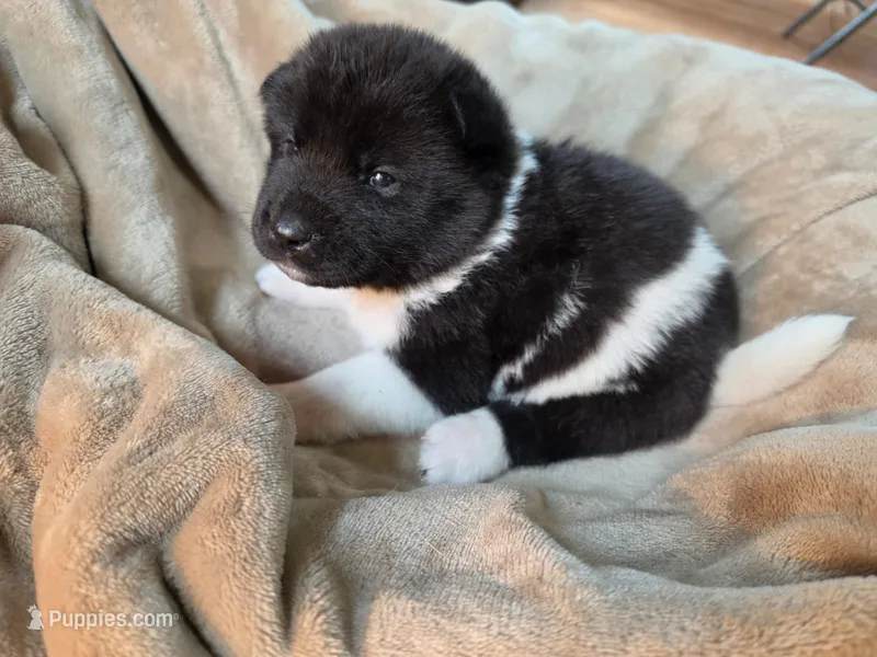 Birch – Akita puppy for sale in Trego, MT