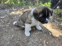 RJ, a female Akita for sale in Trego, MT – 7 of 8