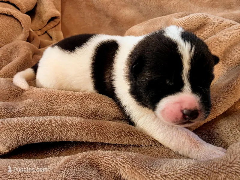 Snoopy – Akita puppy for sale in Trego, MT
