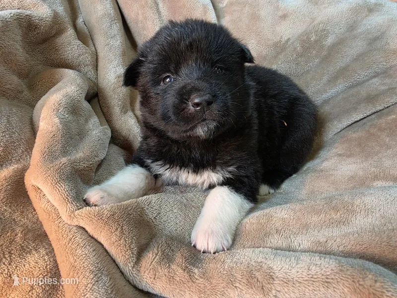 Maple – Akita puppy for sale in Trego, MT