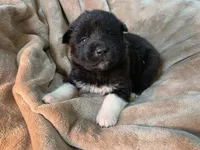 Maple, a female Akita for sale in Trego, MT – 1 of 1
