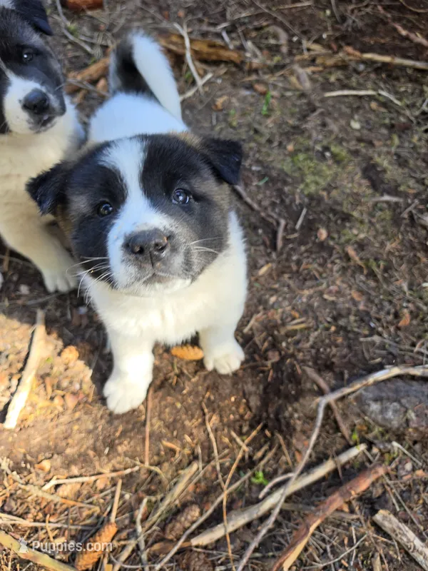 Daffodil – Akita puppy for sale in Trego, MT