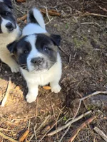 Daffodil, a female Akita for sale in Trego, MT – 1 of 7