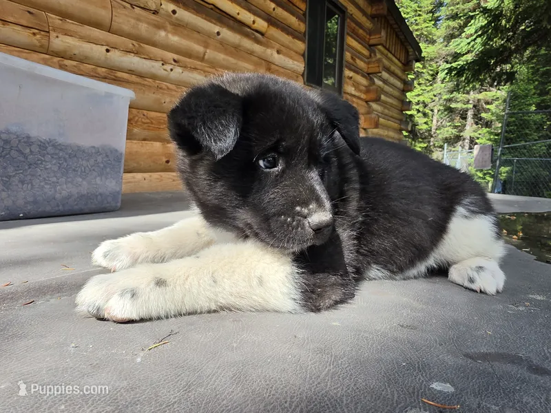 Fern – Akita puppy for sale in Trego, MT