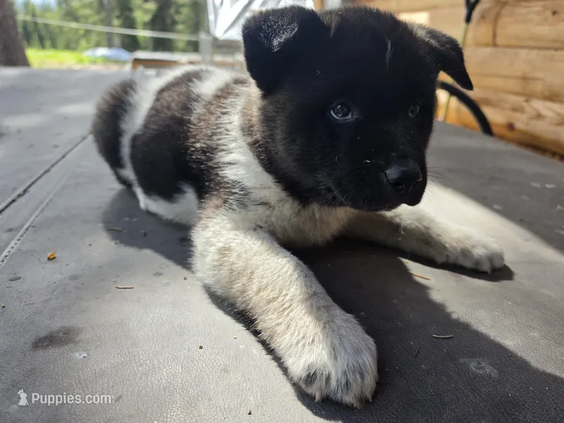 Cedar – Akita puppy for sale in Trego, MT