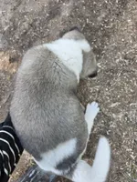 Frank, a female Akita for sale in Trego, MT – 7 of 7