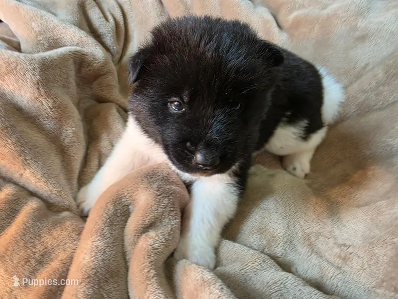 Fern – Akita puppy for sale in Trego, MT