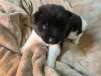 Fern, a female Akita for sale in Trego, MT – 1 of 1