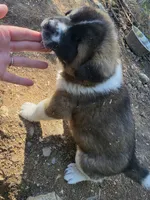 RJ, a female Akita for sale in Trego, MT – 8 of 8