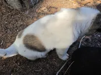 Tulip, a female Akita for sale in Trego, MT – 3 of 8