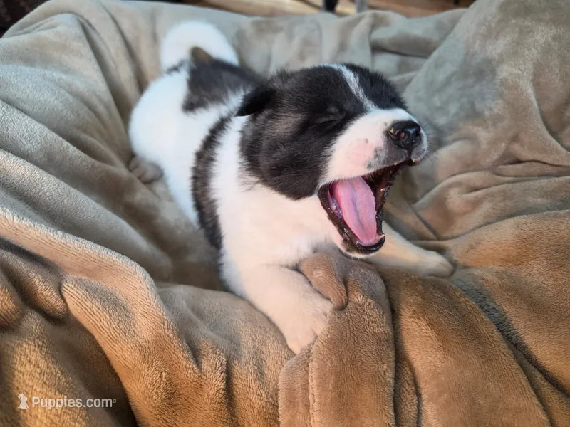 Snoopy – Akita puppy for sale in Trego, MT
