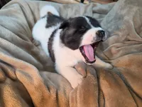 Snoopy, a female Akita for sale in Trego, MT – 2 of 7