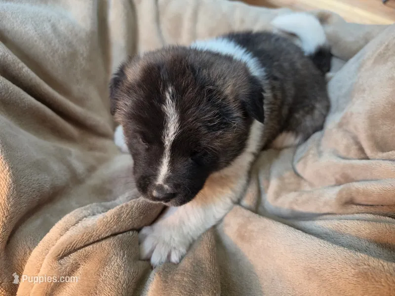 Ricky – Akita puppy for sale in Trego, MT